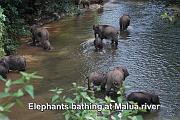 elephant bathing at Sg Malua